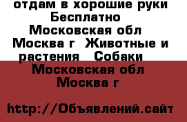 отдам в хорошие руки Бесплатно - Московская обл., Москва г. Животные и растения » Собаки   . Московская обл.,Москва г.